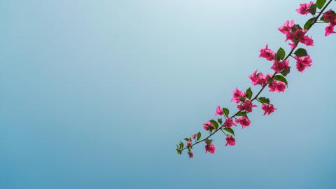 Flower against clear blue sky